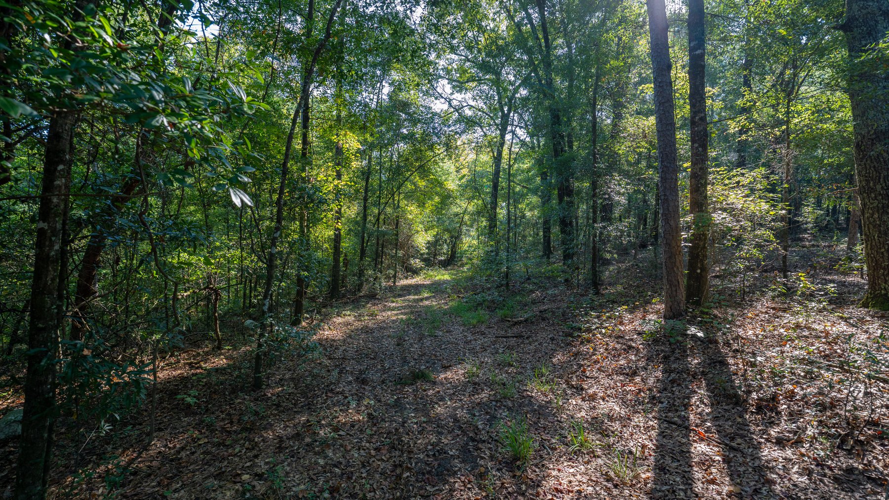 Image for 602+/- Acres - Hardwick Place - Henry County, AL