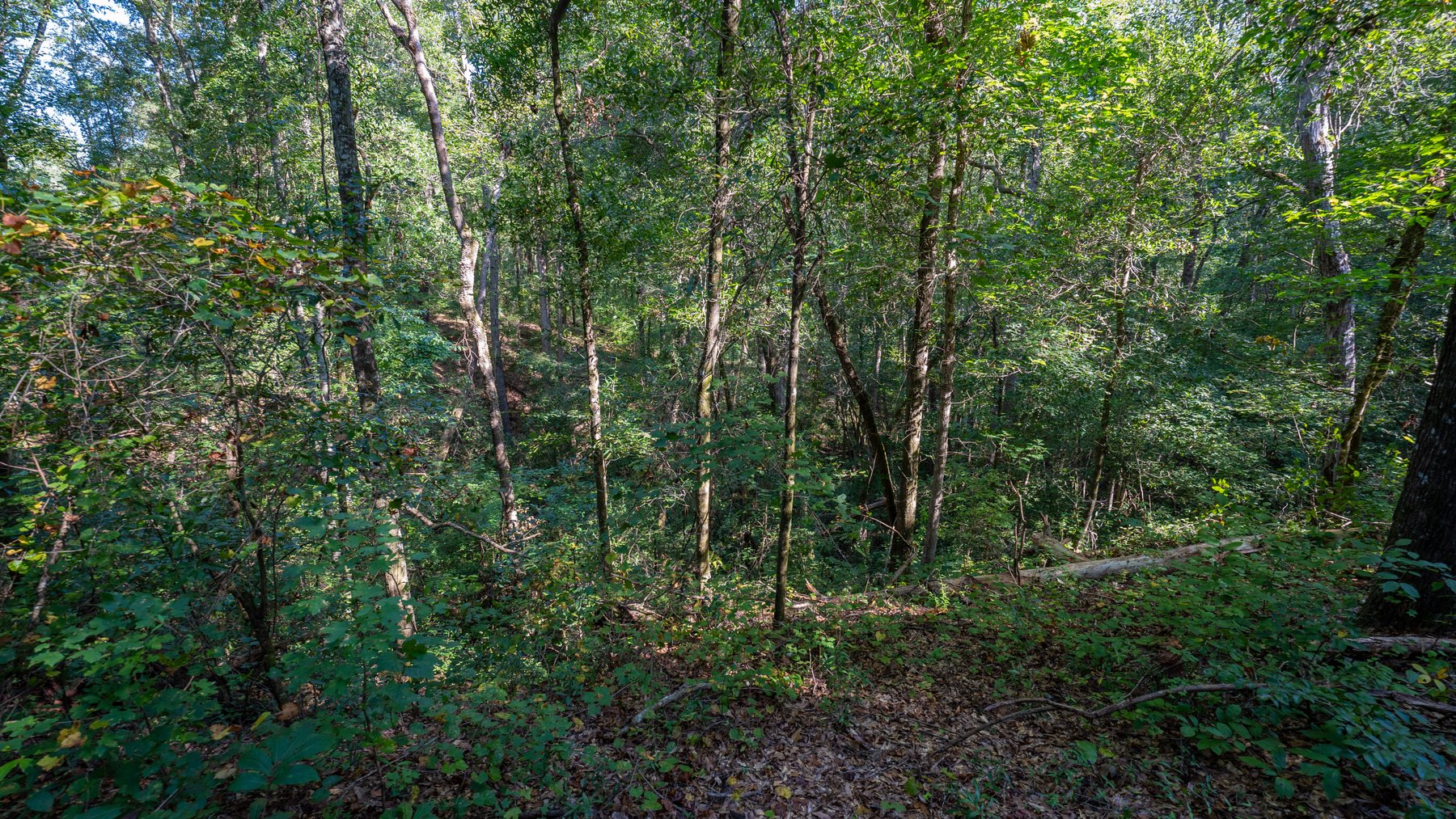 Image for 602+/- Acres - Hardwick Place - Henry County, AL