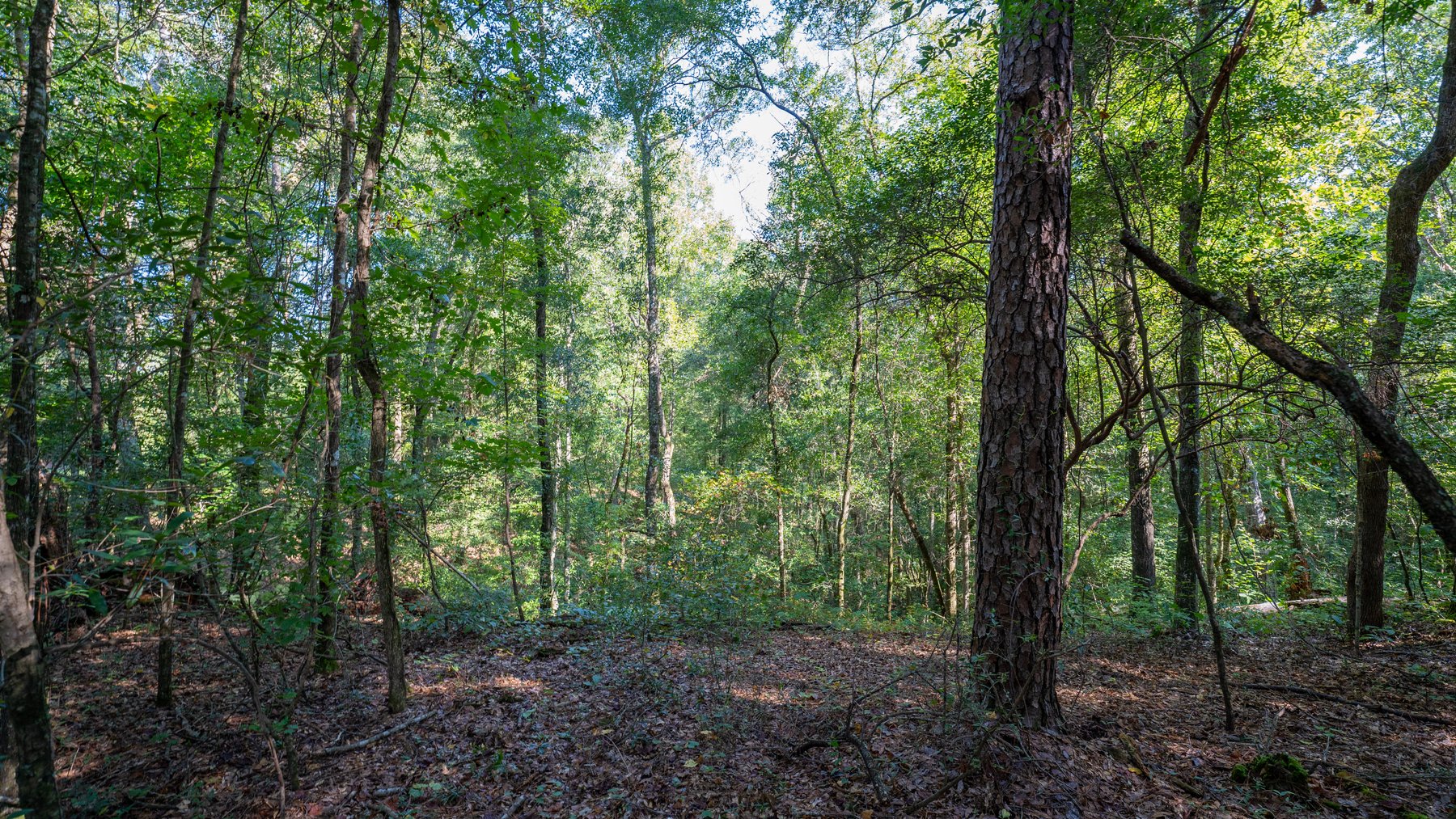 Image for 602+/- Acres - Hardwick Place - Henry County, AL