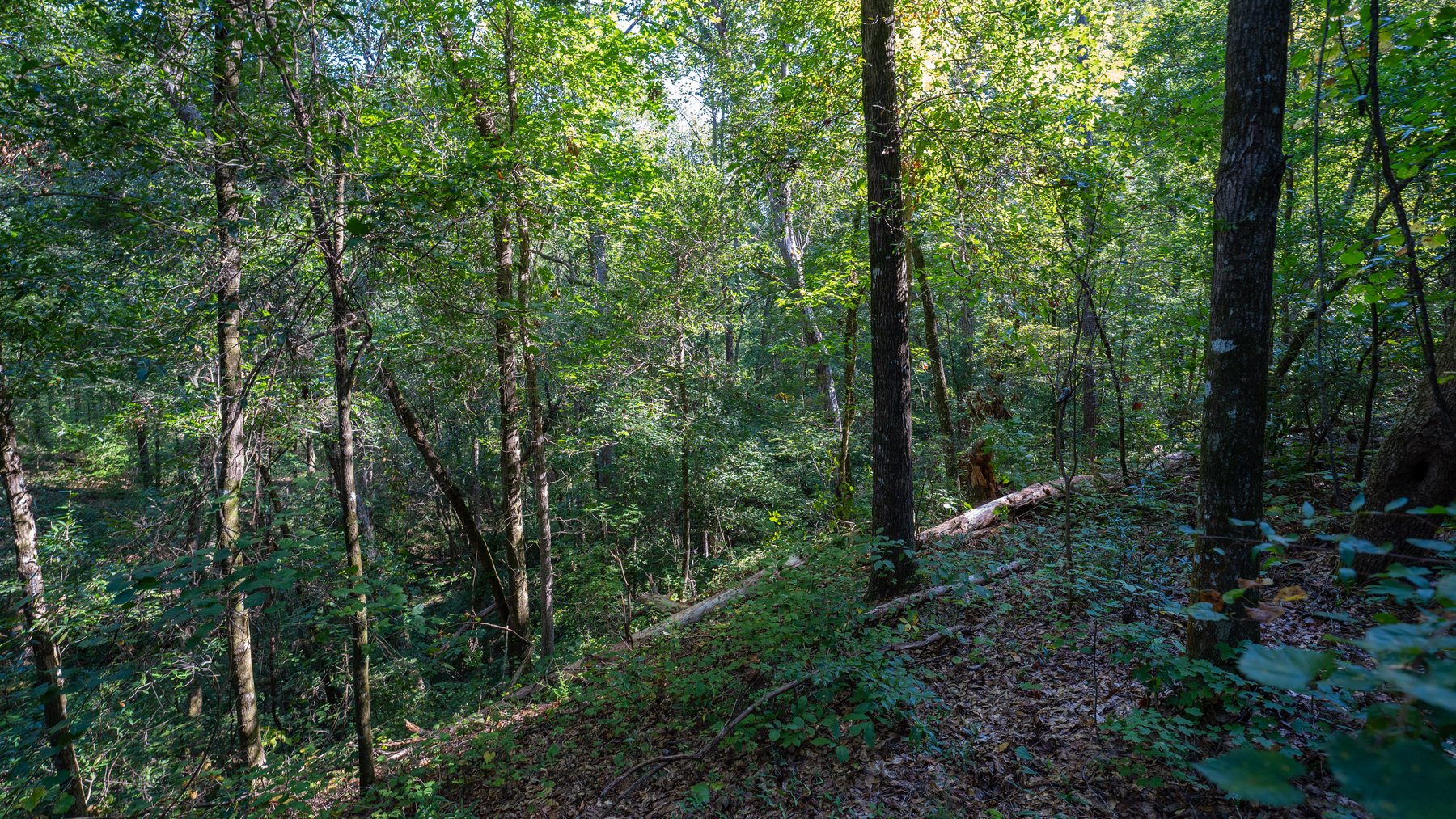 Image for 602+/- Acres - Hardwick Place - Henry County, AL