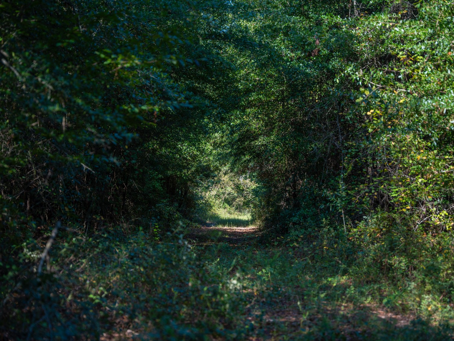 Image for 602+/- Acres - Hardwick Place - Henry County, AL