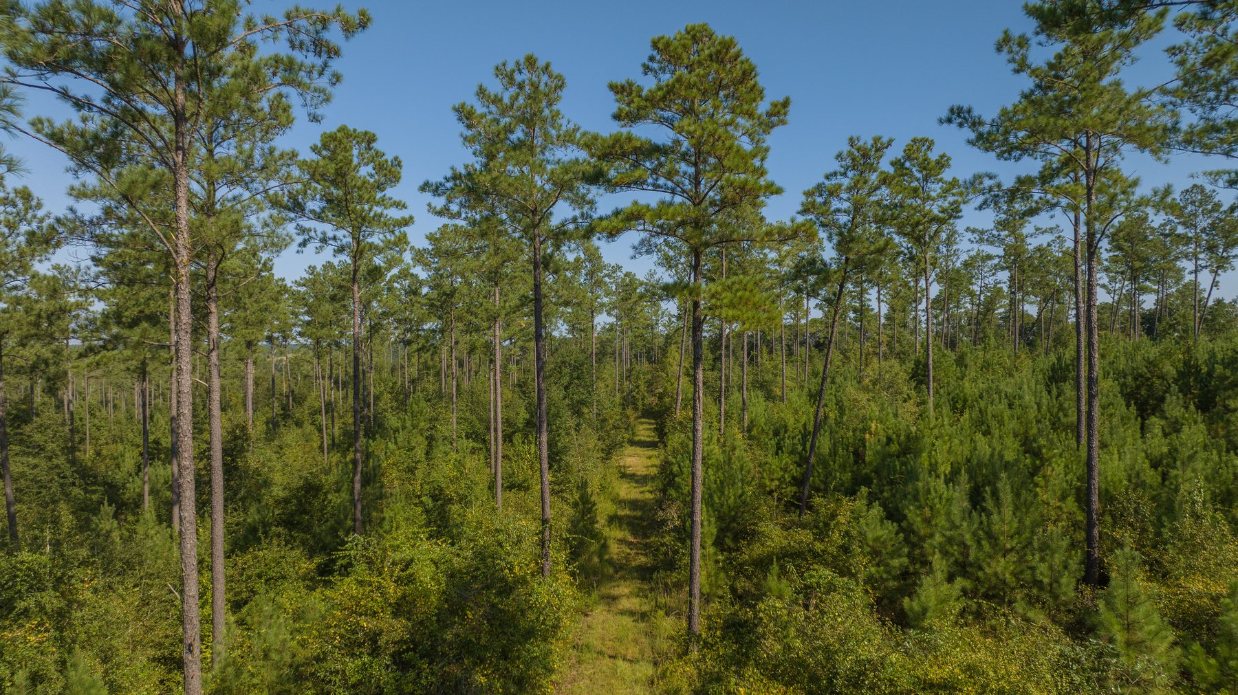 Image for 602+/- Acres - Hardwick Place - Henry County, AL