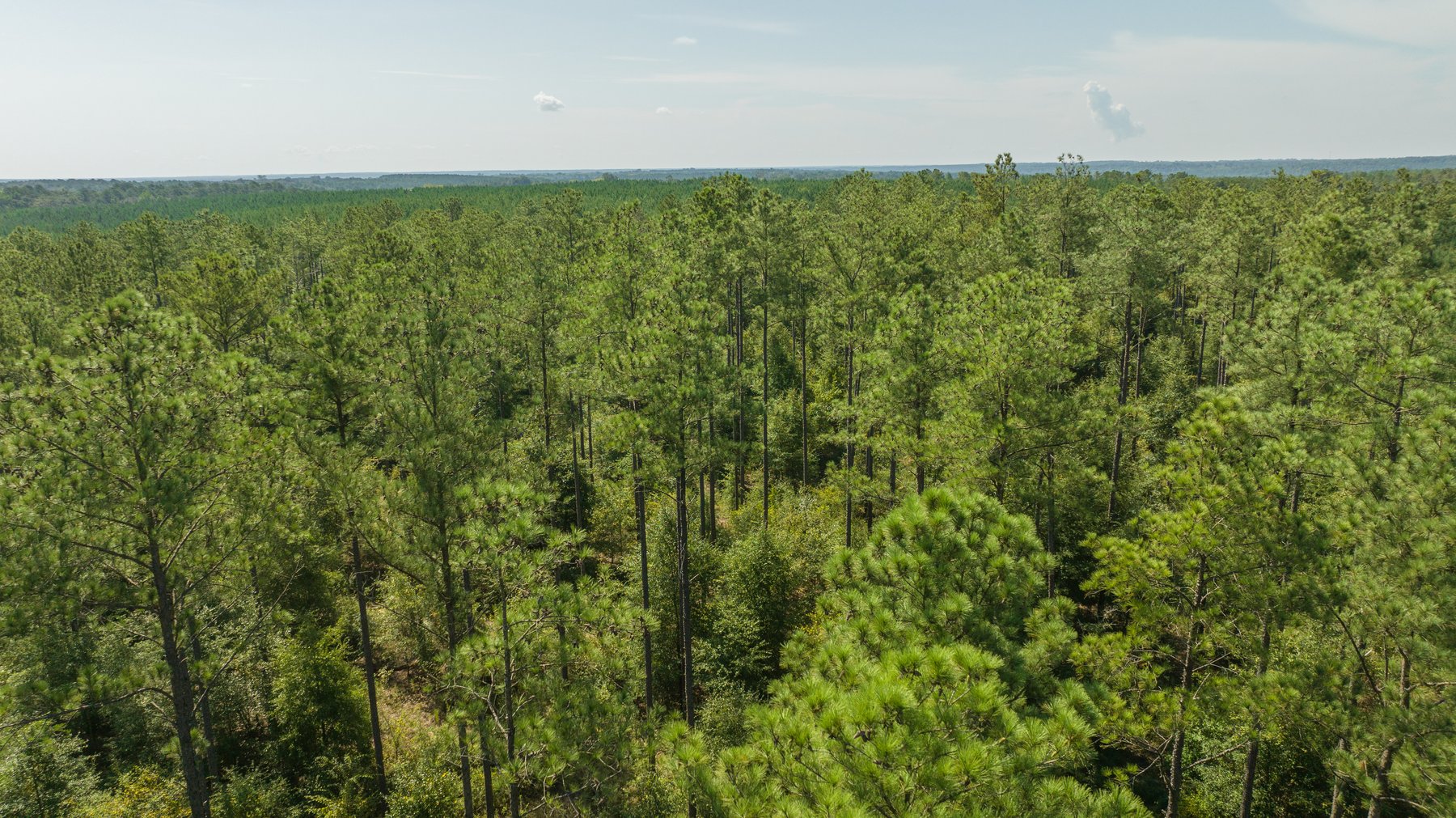 Image for 602+/- Acres - Hardwick Place - Henry County, AL