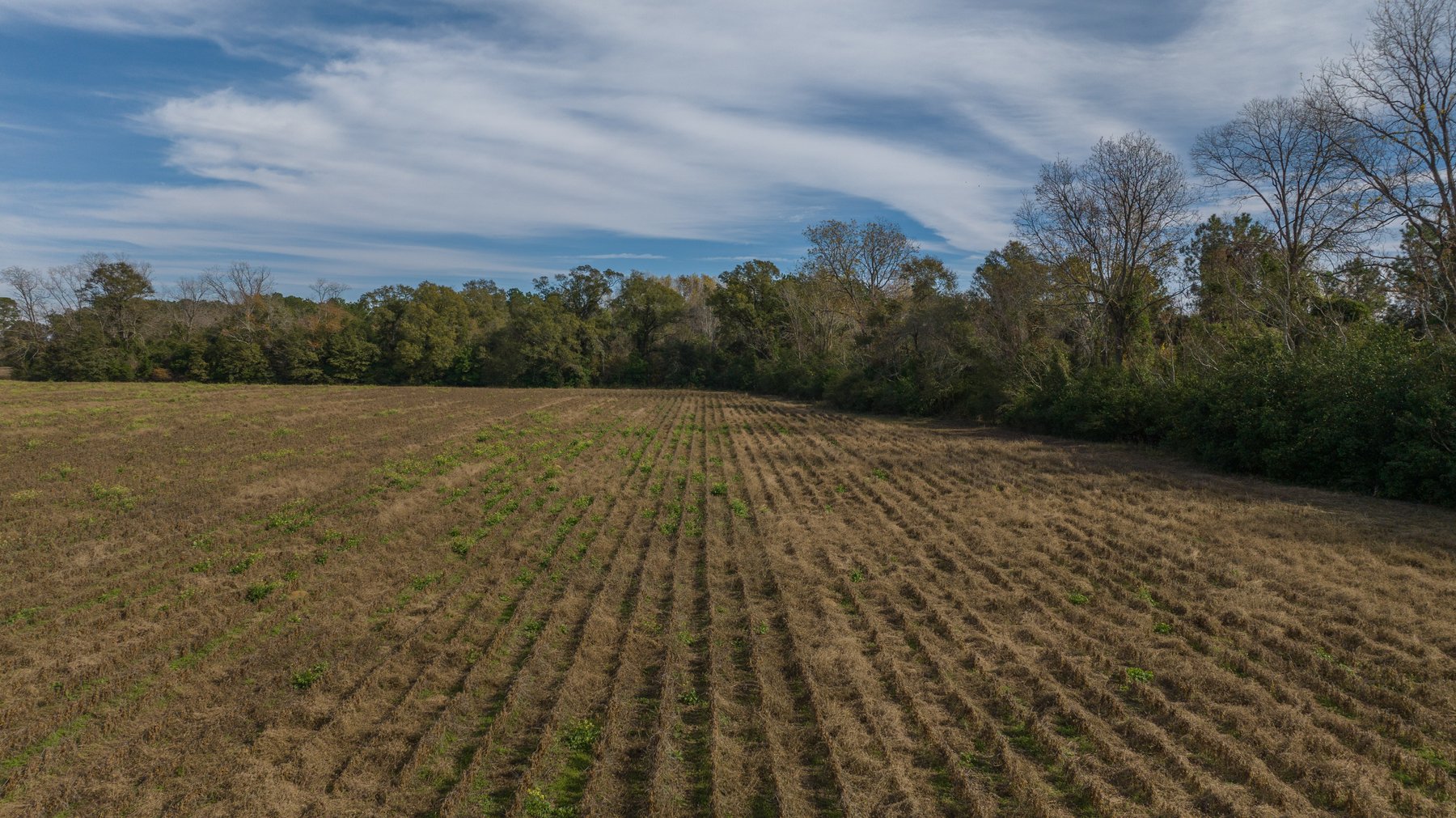 Image for RESERVE MET! 65+/- Acres - Row Crop Farmland Opportunity - Berrien County, Georgia