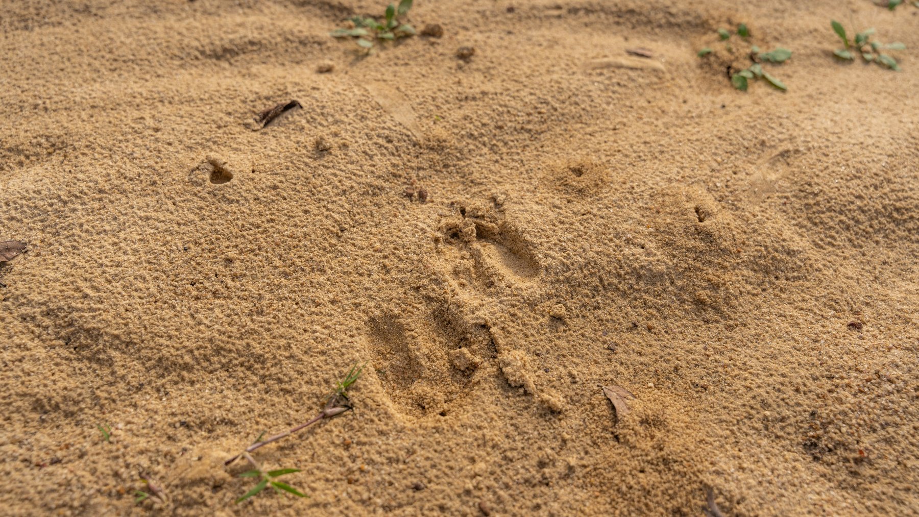 Image for RESERVE MET! 65+/- Acres - Row Crop Farmland Opportunity - Berrien County, Georgia