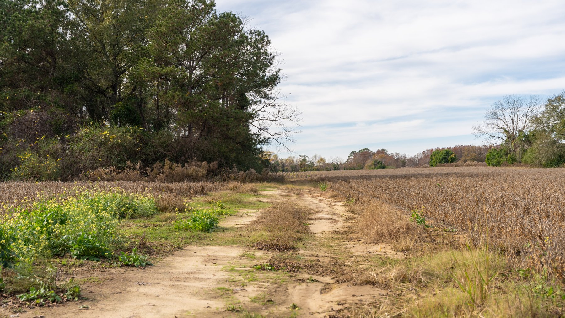 Image for RESERVE MET! 65+/- Acres - Row Crop Farmland Opportunity - Berrien County, Georgia