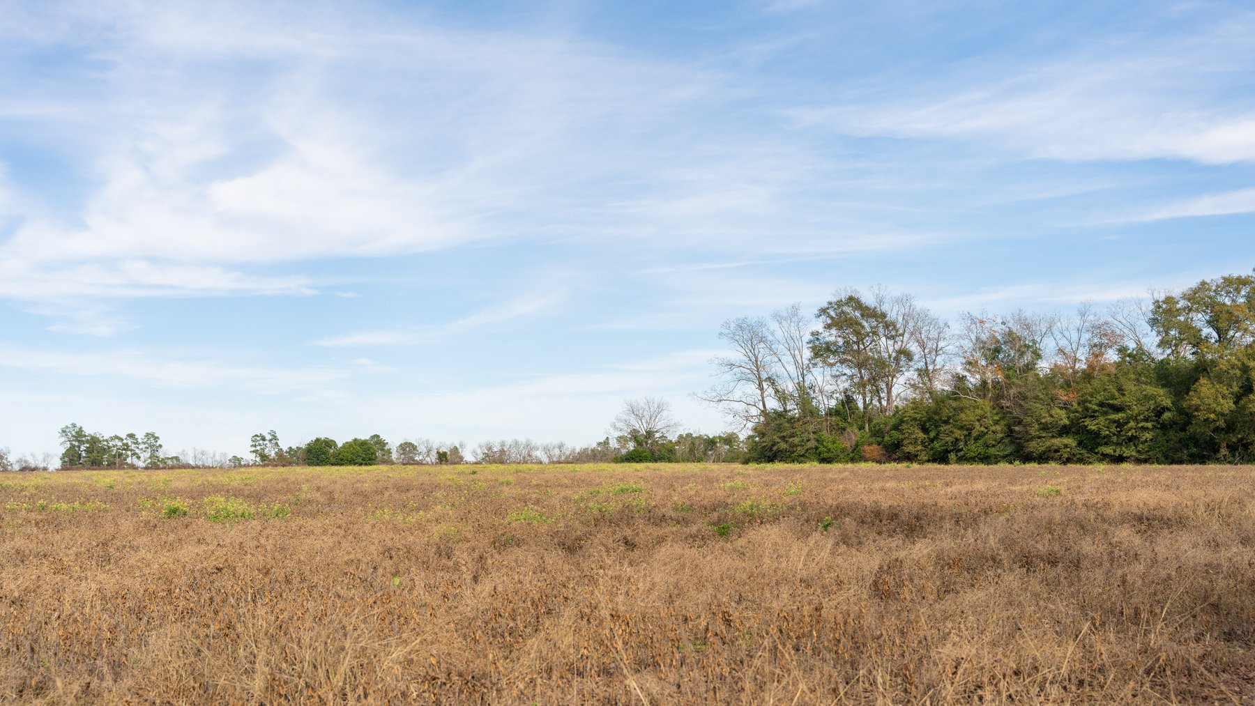 Image for RESERVE MET! 65+/- Acres - Row Crop Farmland Opportunity - Berrien County, Georgia