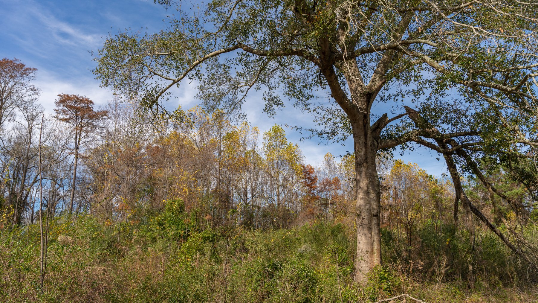 Image for RESERVE MET! 65+/- Acres - Row Crop Farmland Opportunity - Berrien County, Georgia
