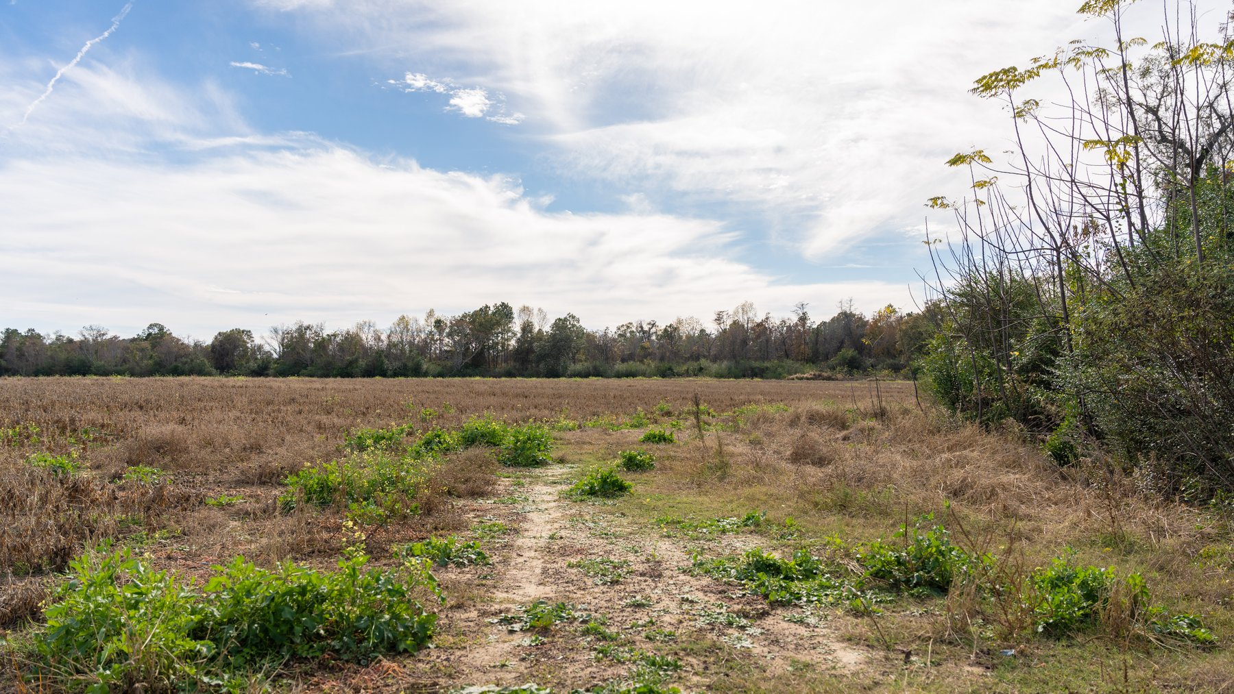 Image for RESERVE MET! 65+/- Acres - Row Crop Farmland Opportunity - Berrien County, Georgia