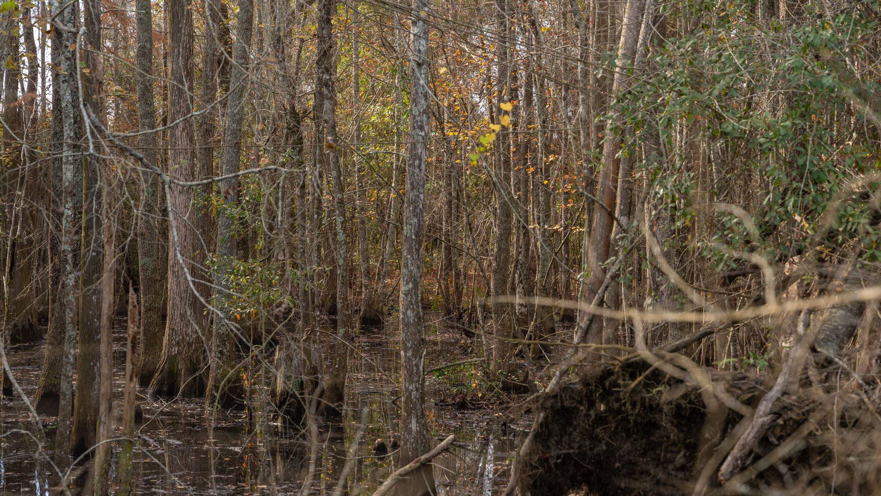 Image for RESERVE MET! 65+/- Acres - Row Crop Farmland Opportunity - Berrien County, Georgia