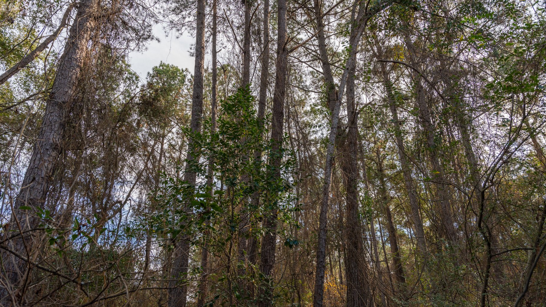 Image for RESERVE MET! 65+/- Acres - Row Crop Farmland Opportunity - Berrien County, Georgia