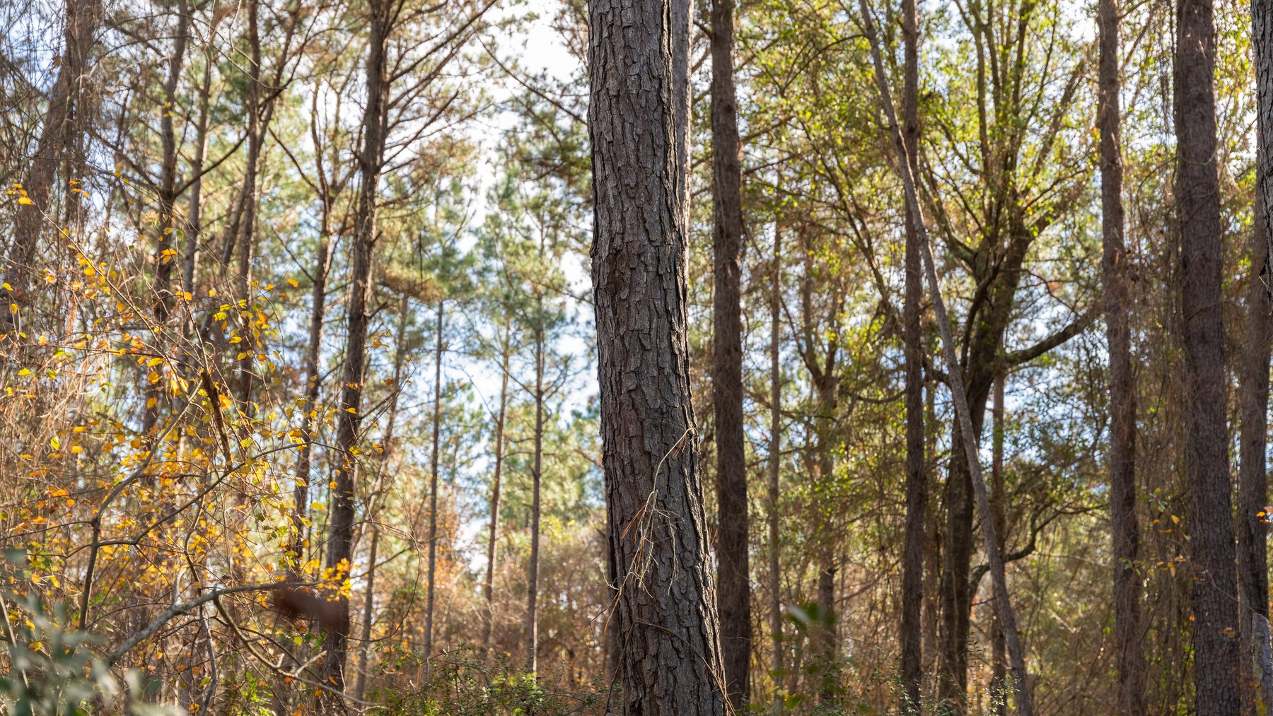 Image for RESERVE MET! 65+/- Acres - Row Crop Farmland Opportunity - Berrien County, Georgia