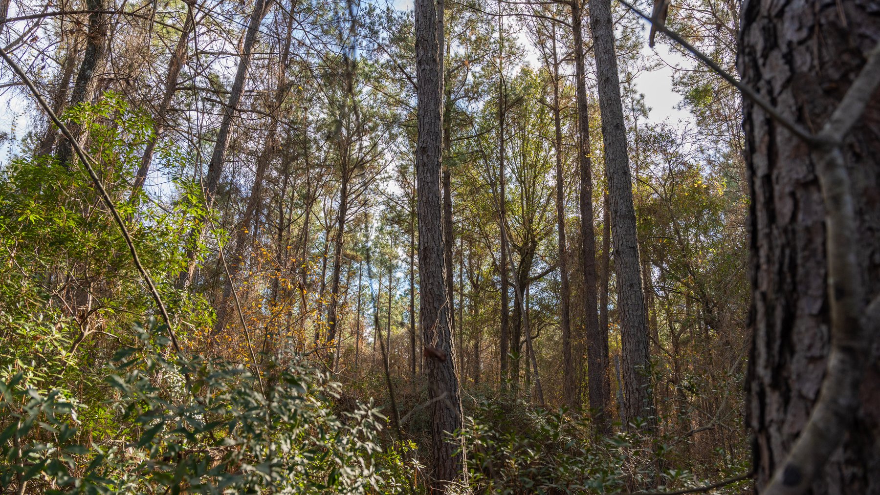 Image for RESERVE MET! 65+/- Acres - Row Crop Farmland Opportunity - Berrien County, Georgia