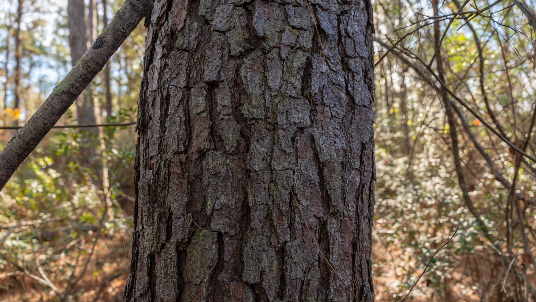 Image for RESERVE MET! 65+/- Acres - Row Crop Farmland Opportunity - Berrien County, Georgia