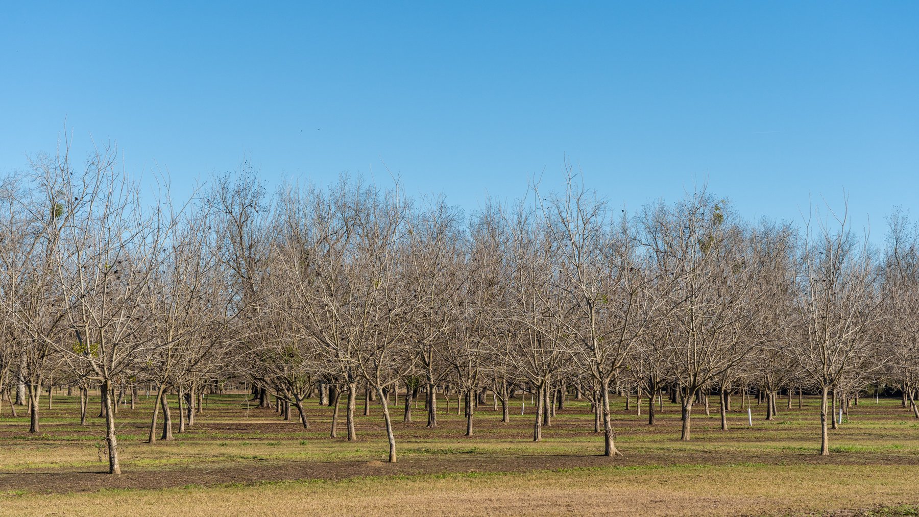 Image for 175+/- Acres - Cecil Tara Grove - Turn-Key Pecan Operation