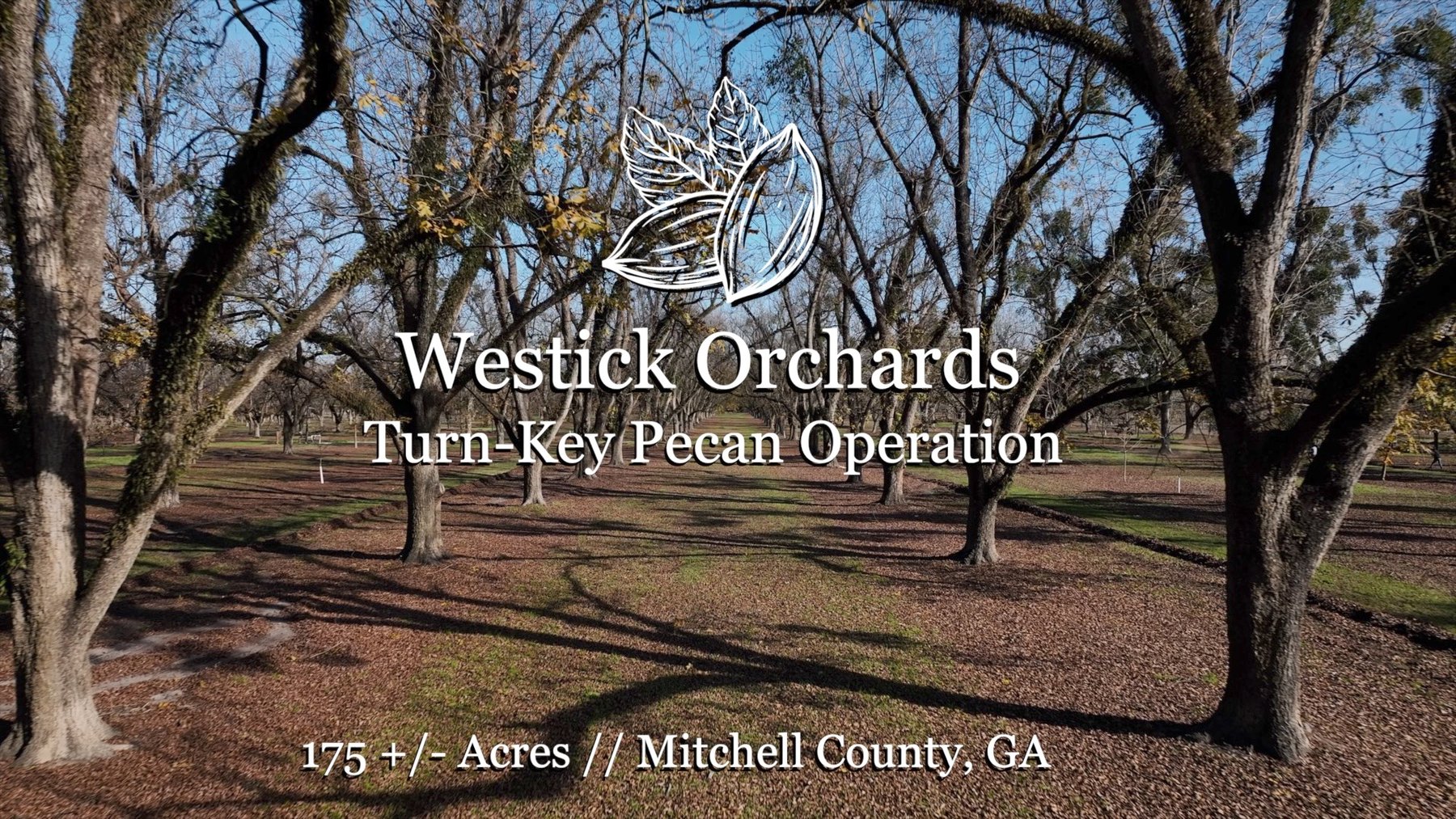 Image for 175+/- Acres - Cecil Tara Grove - Turn-Key Pecan Operation