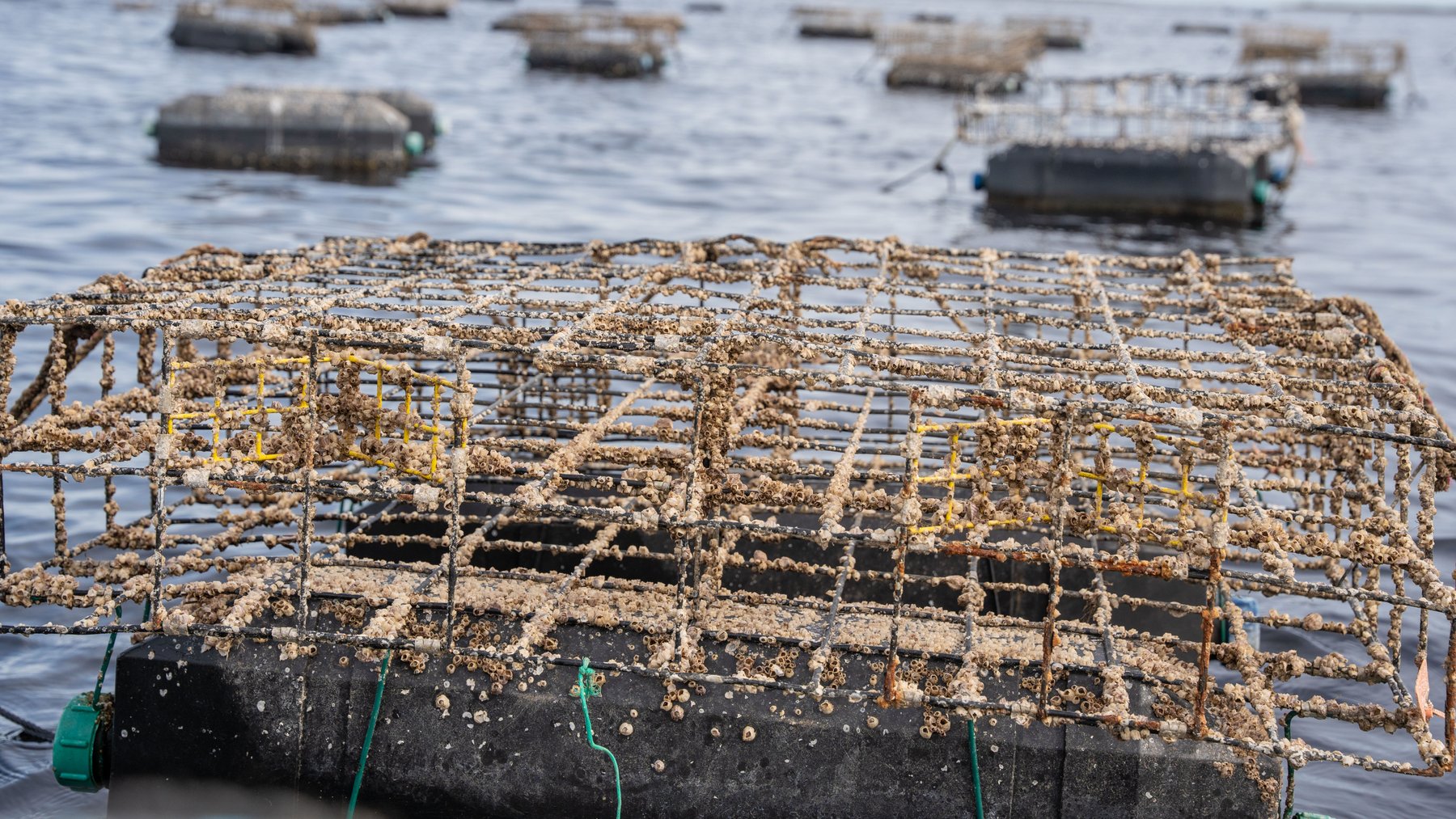 Image for 5 Aquaculture Oyster Leases in Oyster Bay, Florida