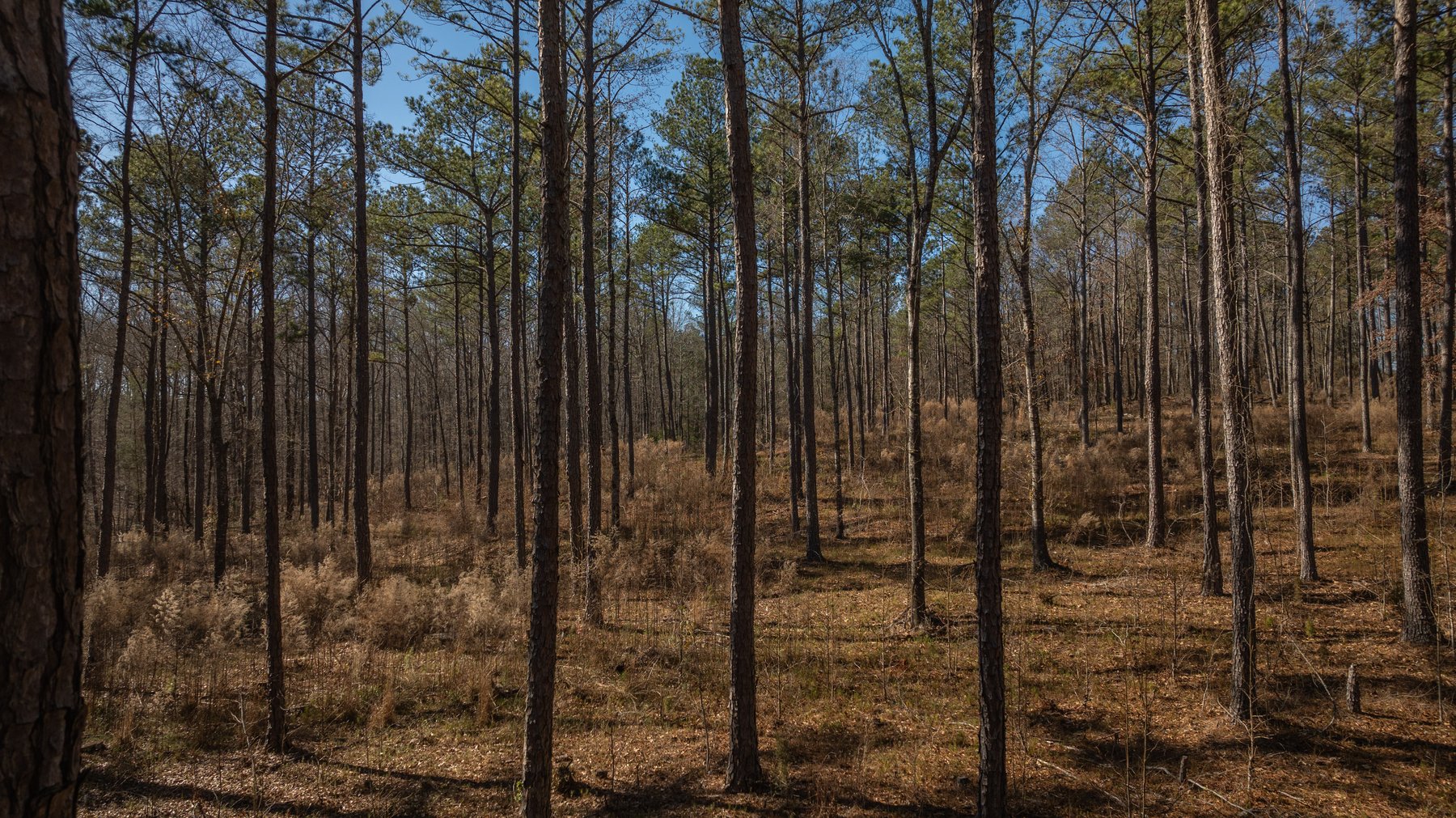 Image for Israel Creek Farms – 136+/- Acres with Custom Built Lodge