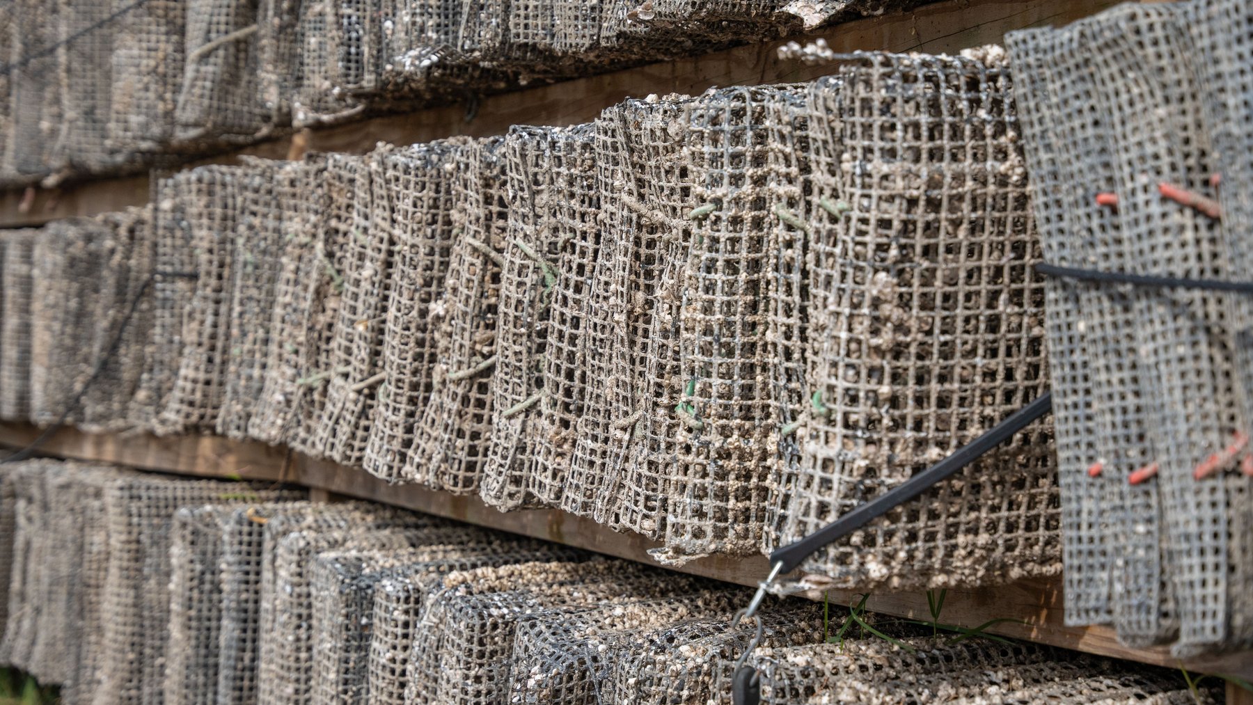 Image for Estuary Oysters - 5 Water Leases, Growing and Processing Equipment, Marina and Cold Storage