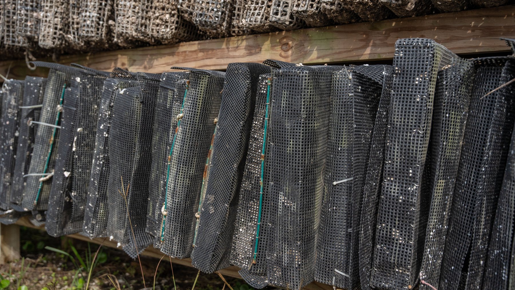 Image for Estuary Oysters - 5 Water Leases, Growing and Processing Equipment, Marina and Cold Storage