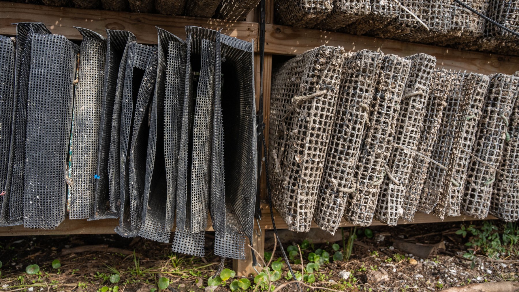 Image for Estuary Oysters - 5 Water Leases, Growing and Processing Equipment, Marina and Cold Storage