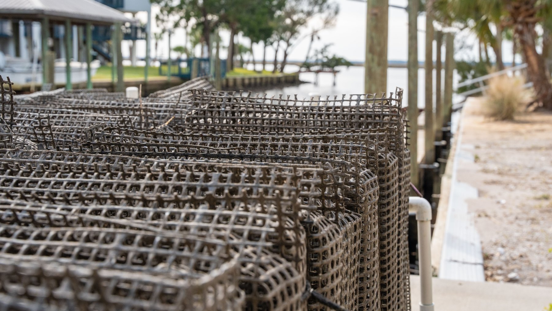 Image for Estuary Oysters - 5 Water Leases, Growing and Processing Equipment, Marina and Cold Storage
