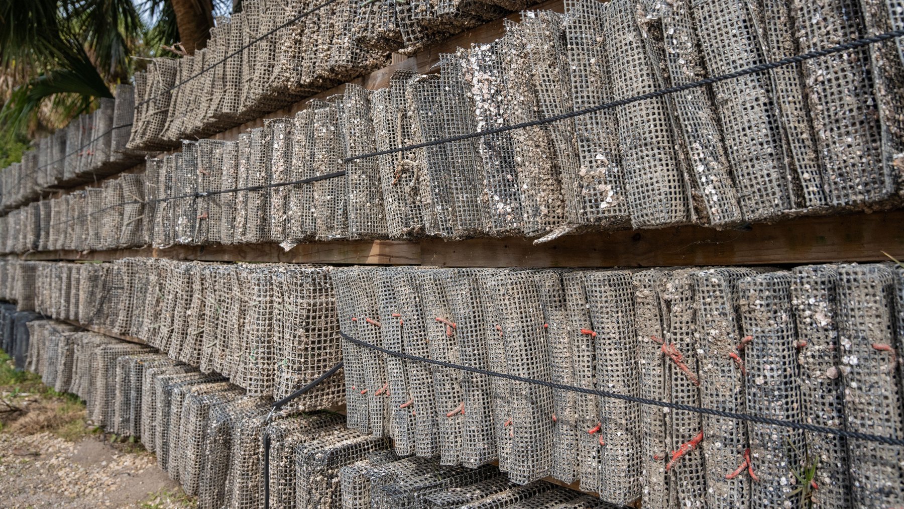 Image for Estuary Oysters - 5 Water Leases, Growing and Processing Equipment, Marina and Cold Storage