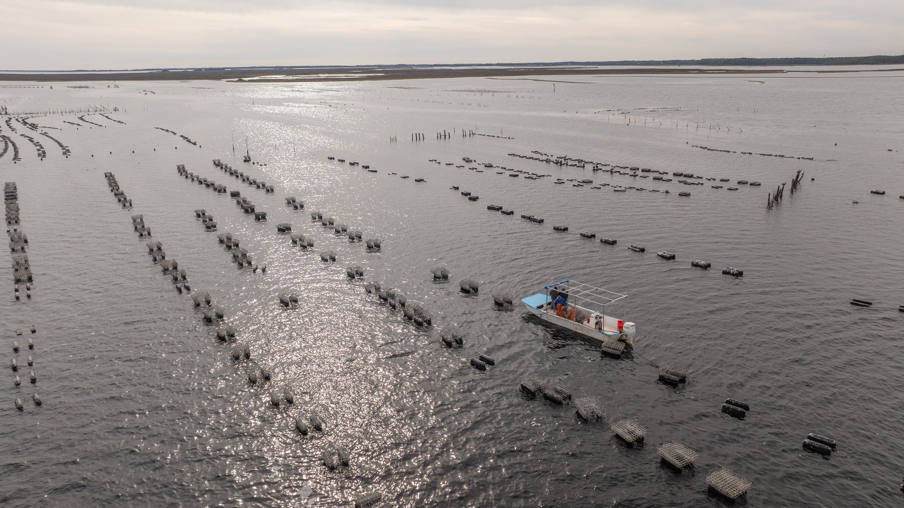 Image for Estuary Oysters - 5 Water Leases, Growing and Processing Equipment, Marina and Cold Storage