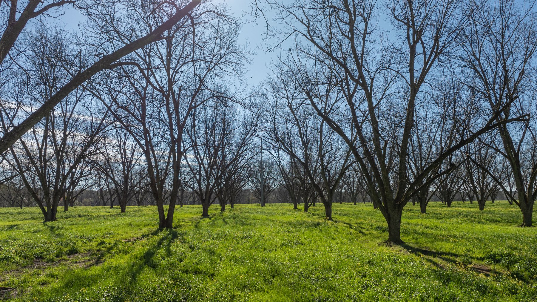 Image for Sidney Lanier Farms - 85+/- Acres - Croxton Road Orchard