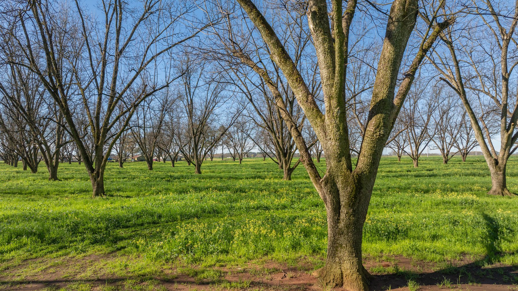 Image for Sidney Lanier Farms - 85+/- Acres - Croxton Road Orchard