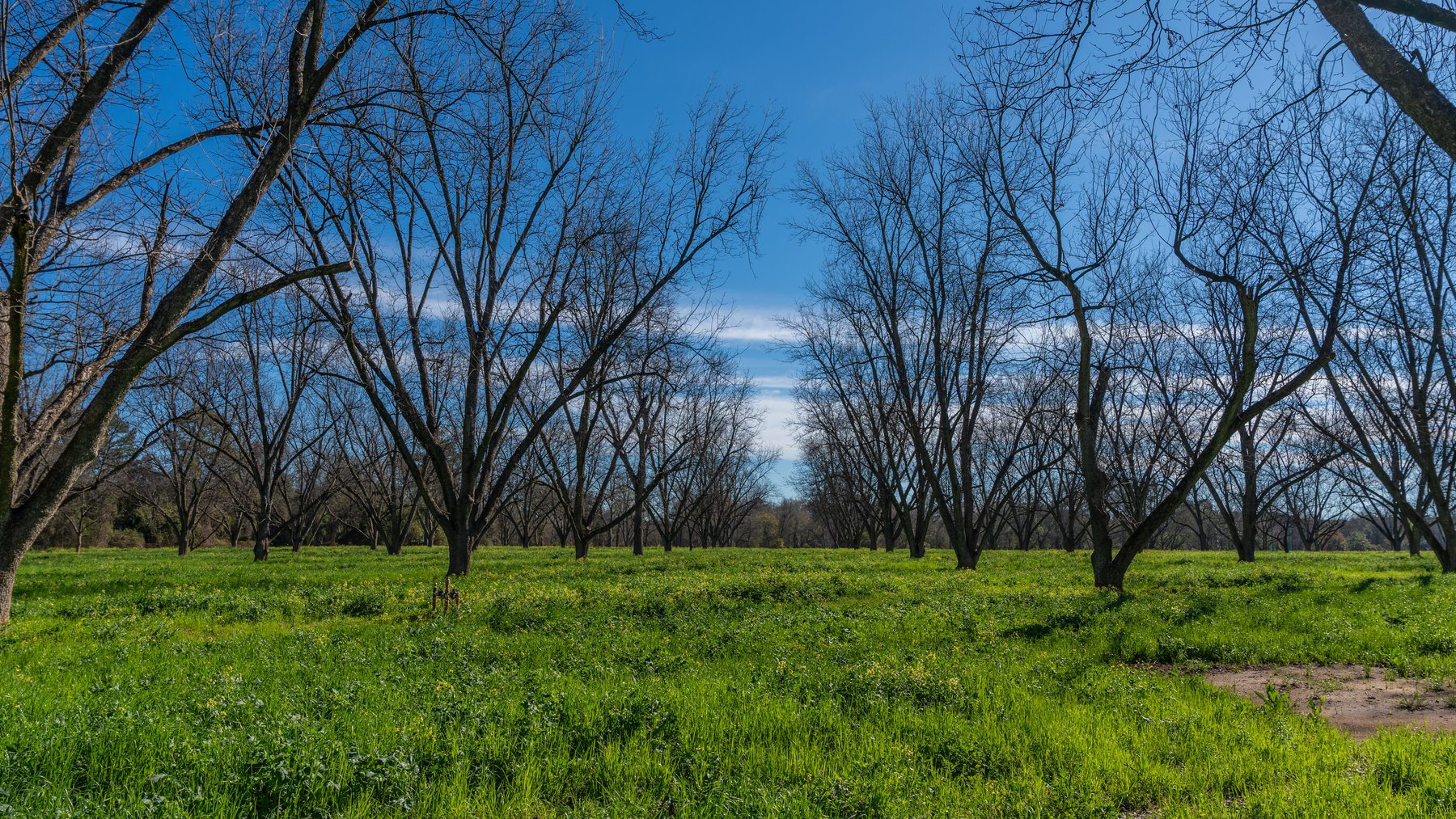 Image for Sidney Lanier Farms - 85+/- Acres - Croxton Road Orchard
