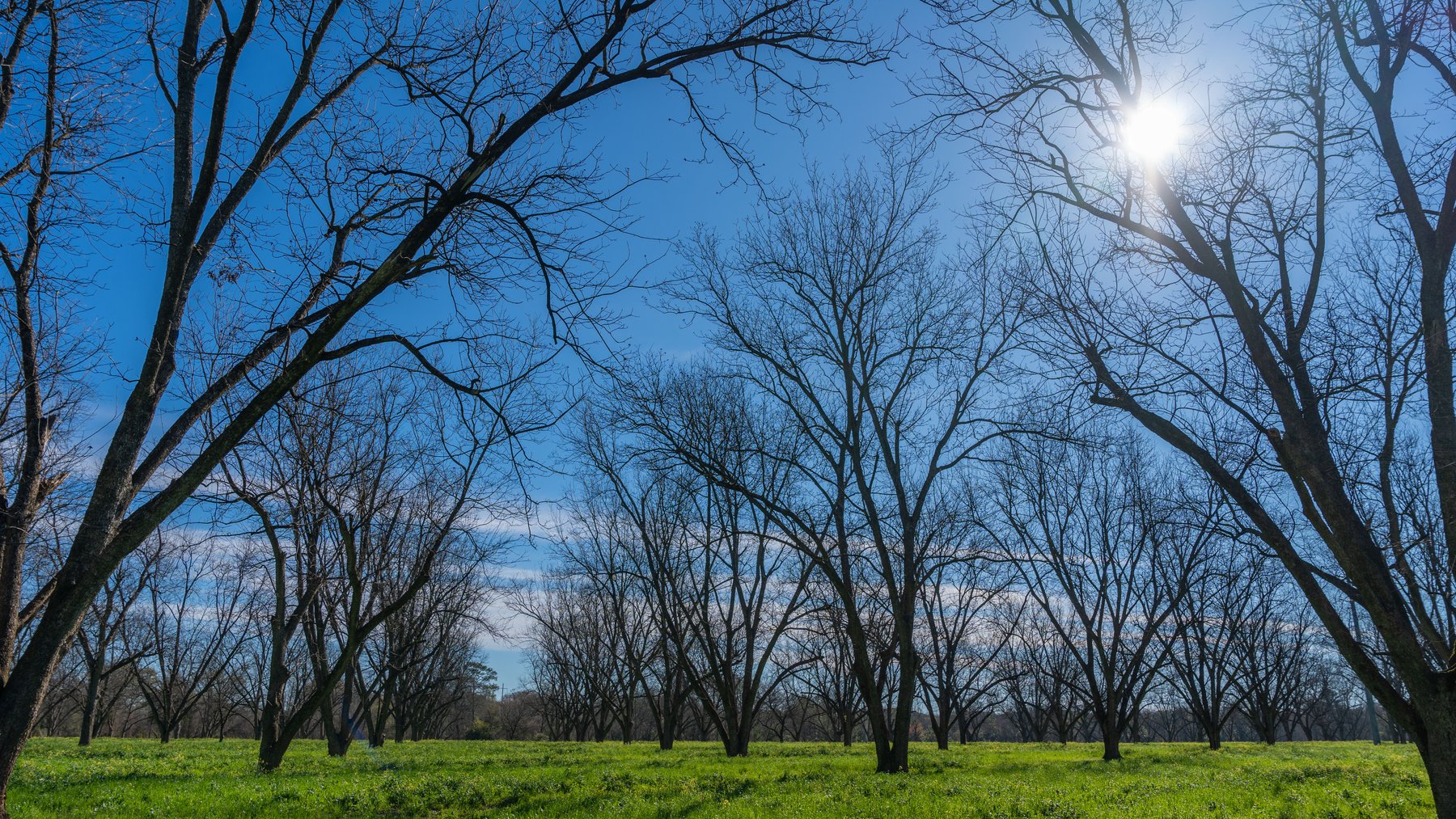 Image for Sidney Lanier Farms - 85+/- Acres - Croxton Road Orchard