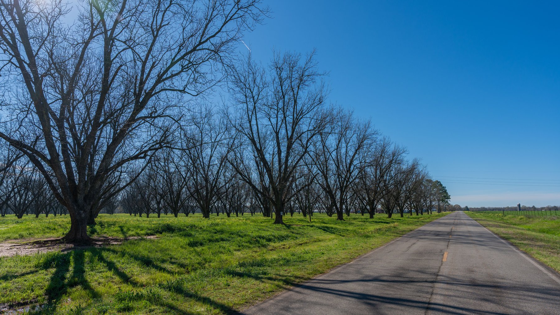Image for Sidney Lanier Farms - 85+/- Acres - Croxton Road Orchard
