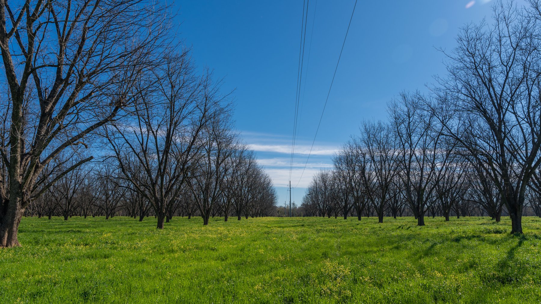 Image for Sidney Lanier Farms - 85+/- Acres - Croxton Road Orchard
