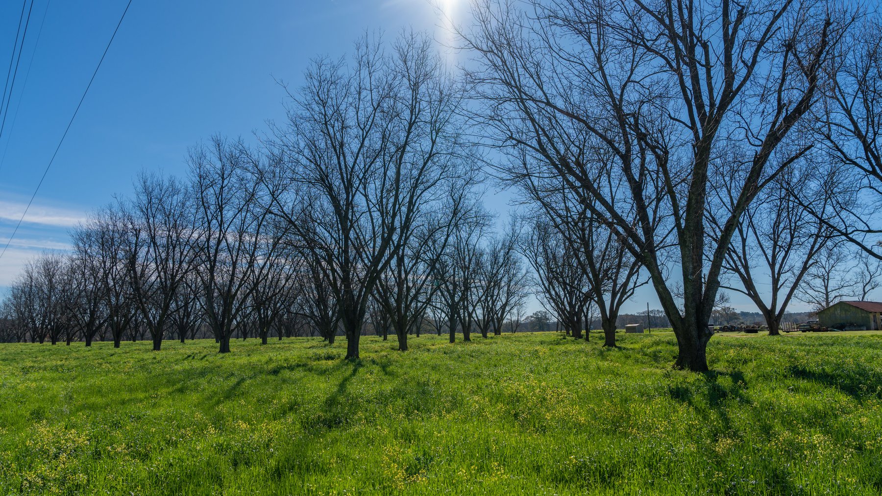 Image for Sidney Lanier Farms - 85+/- Acres - Croxton Road Orchard