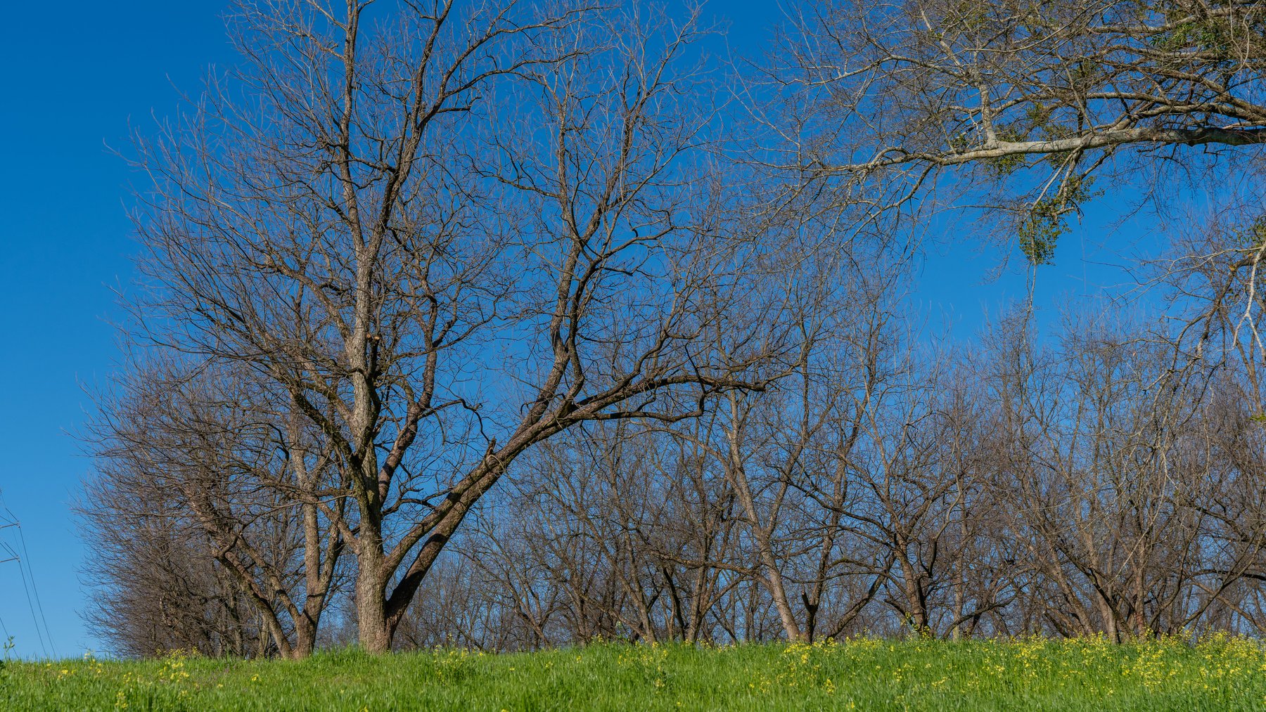 Image for Sidney Lanier Farms - 85+/- Acres - Croxton Road Orchard