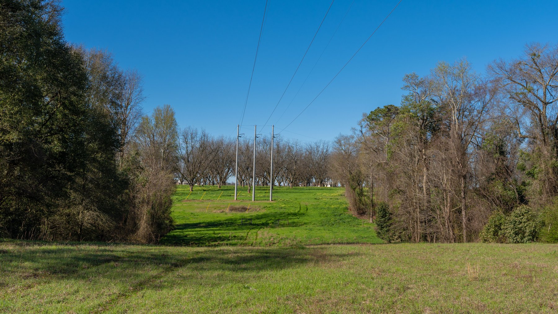 Image for Sidney Lanier Farms - 85+/- Acres - Croxton Road Orchard