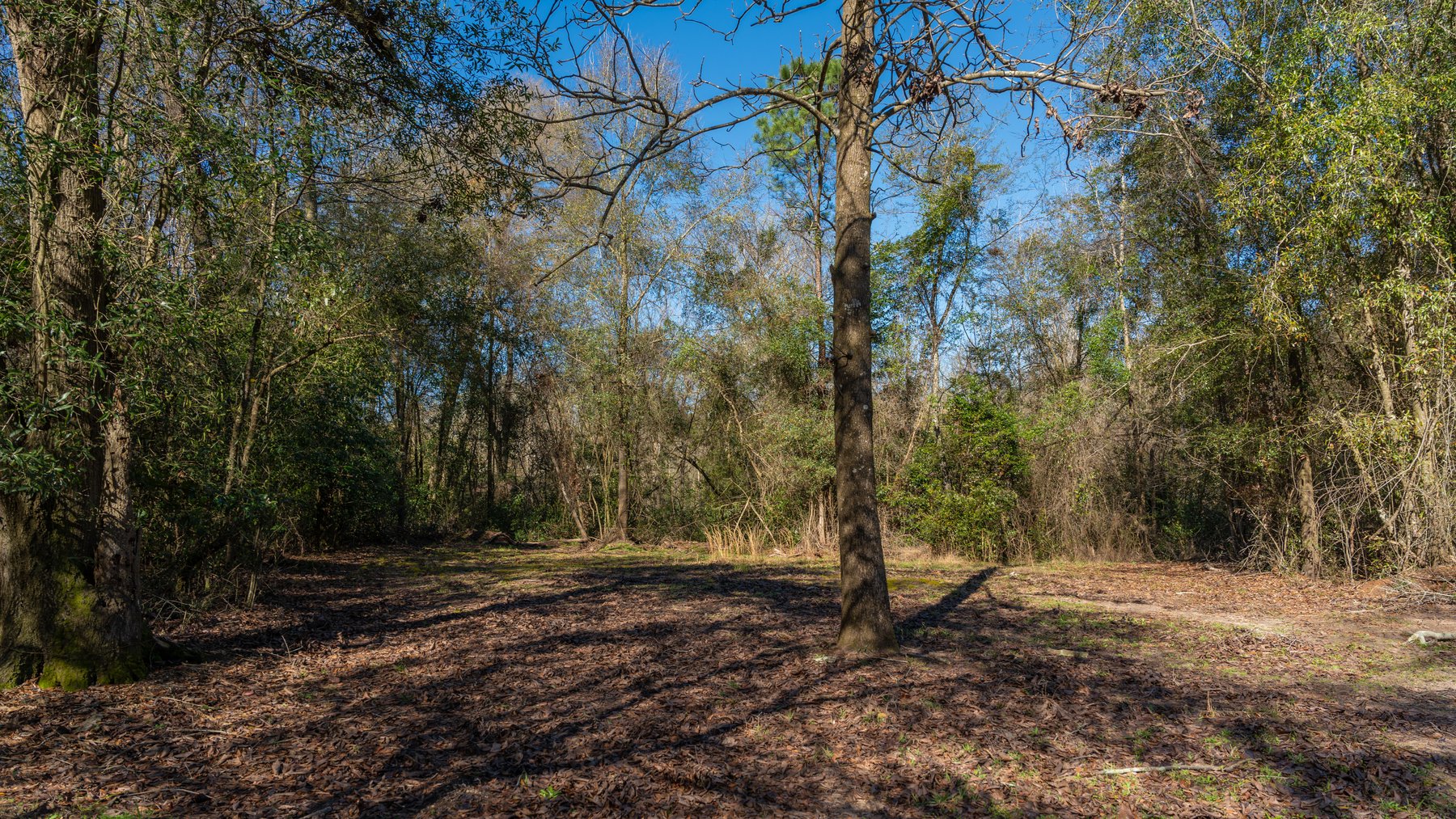 Image for Sidney Lanier Farms - 85+/- Acres - Croxton Road Orchard