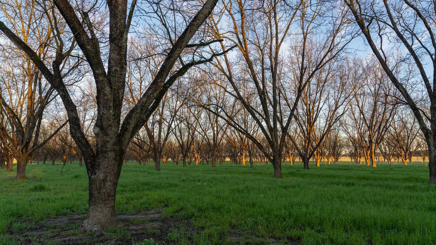 Image for Sidney Lanier Farms - 271+/- Acres - Whitewater Road Orchards