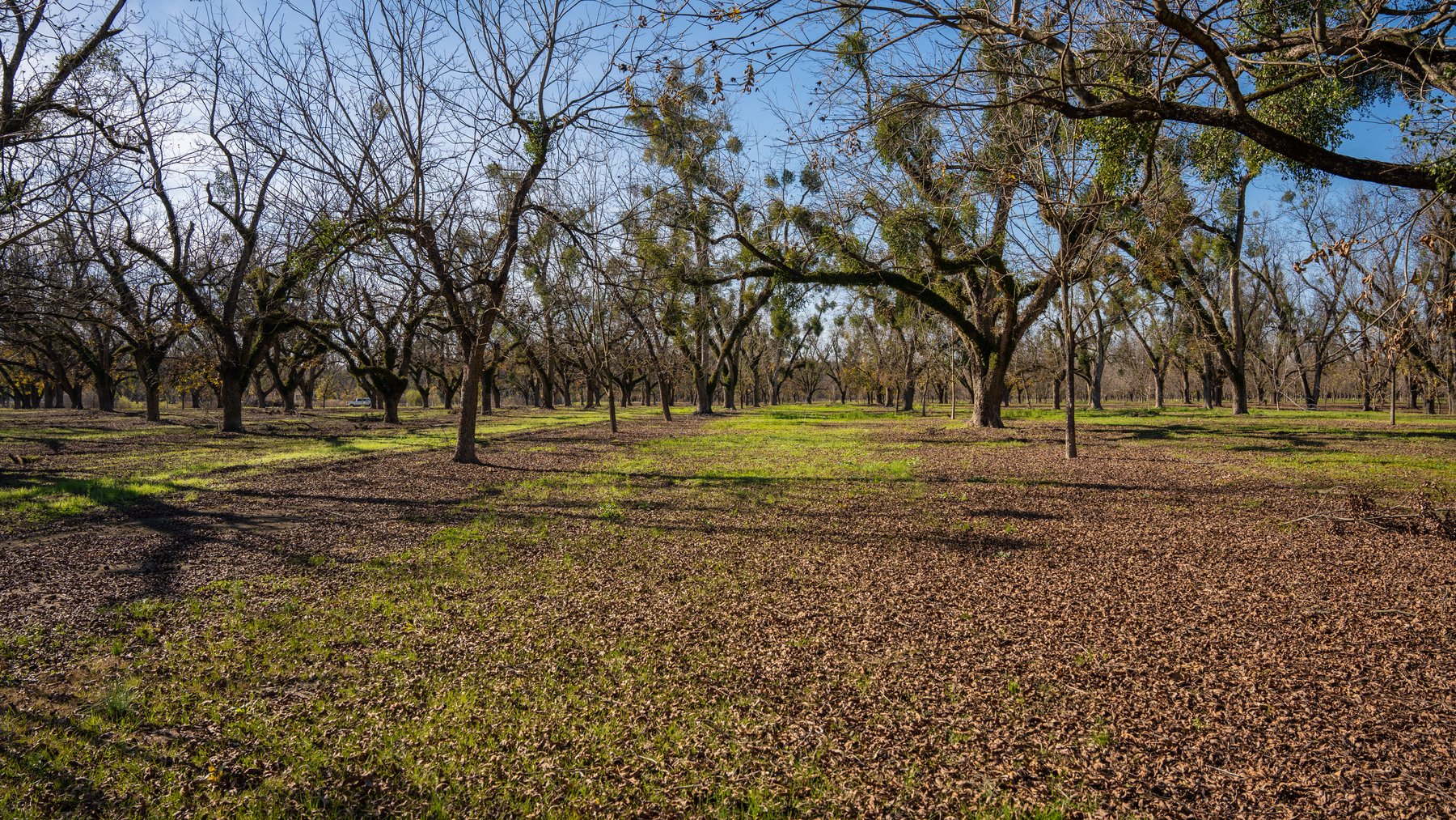 Image for 128+/- Acres - Cecil Tara Pecan Grove w/ Prime Development Potential