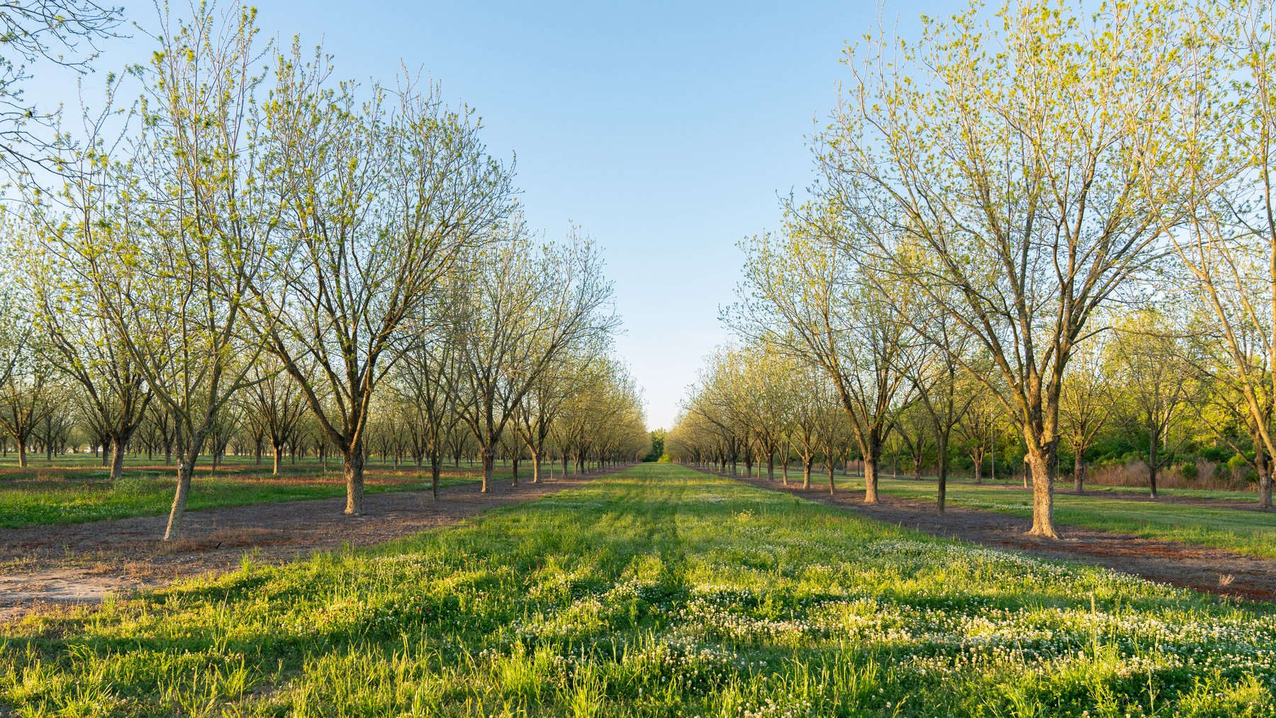 Image for 715+/- Acres - The Home Tract - Weybrenee Farms