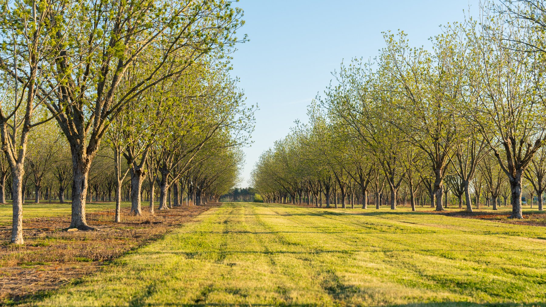 Image for 715+/- Acres - The Home Tract - Weybrenee Farms