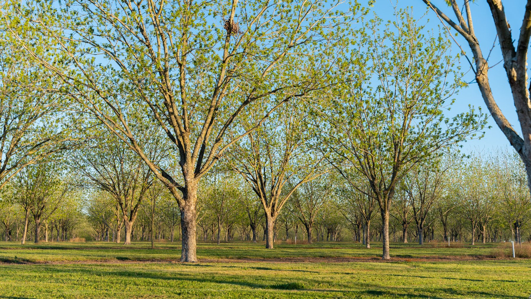 Image for 715+/- Acres - The Home Tract - Weybrenee Farms
