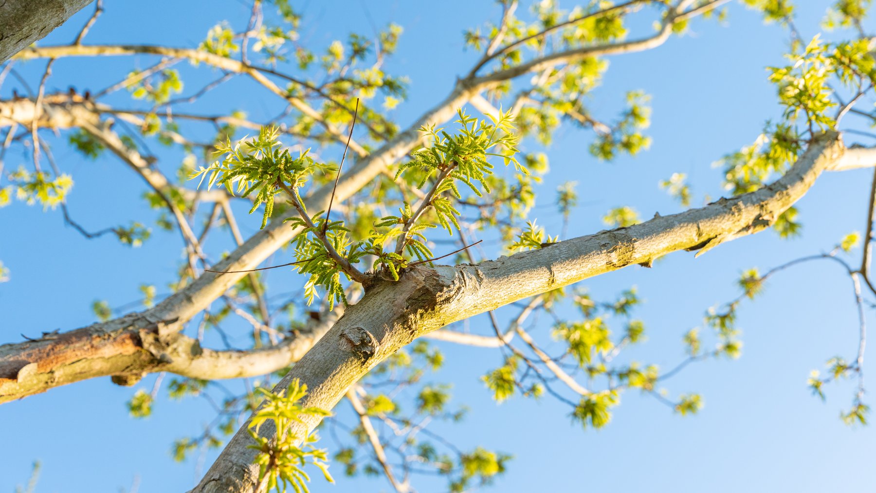 Image for 715+/- Acres - The Home Tract - Weybrenee Farms