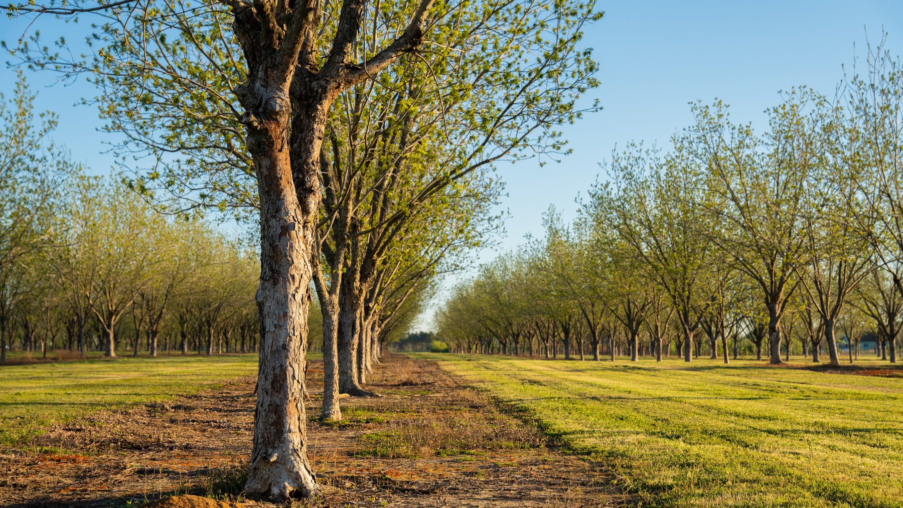 Image for 715+/- Acres - The Home Tract - Weybrenee Farms