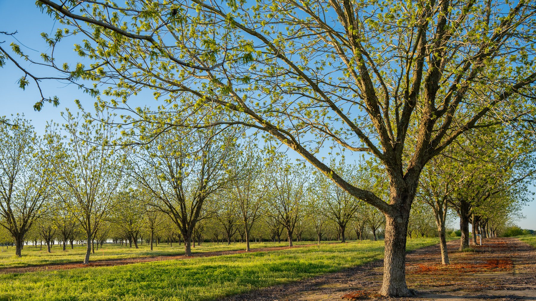 Image for 715+/- Acres - The Home Tract - Weybrenee Farms