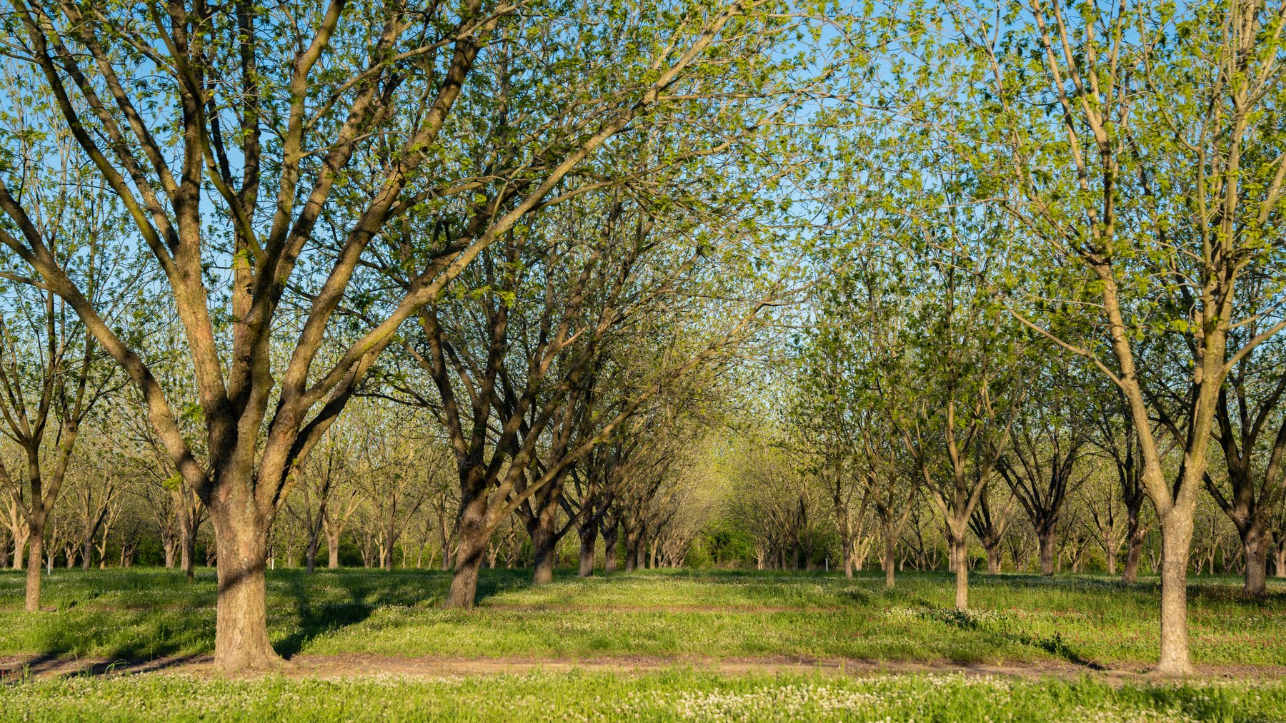 Image for 715+/- Acres - The Home Tract - Weybrenee Farms