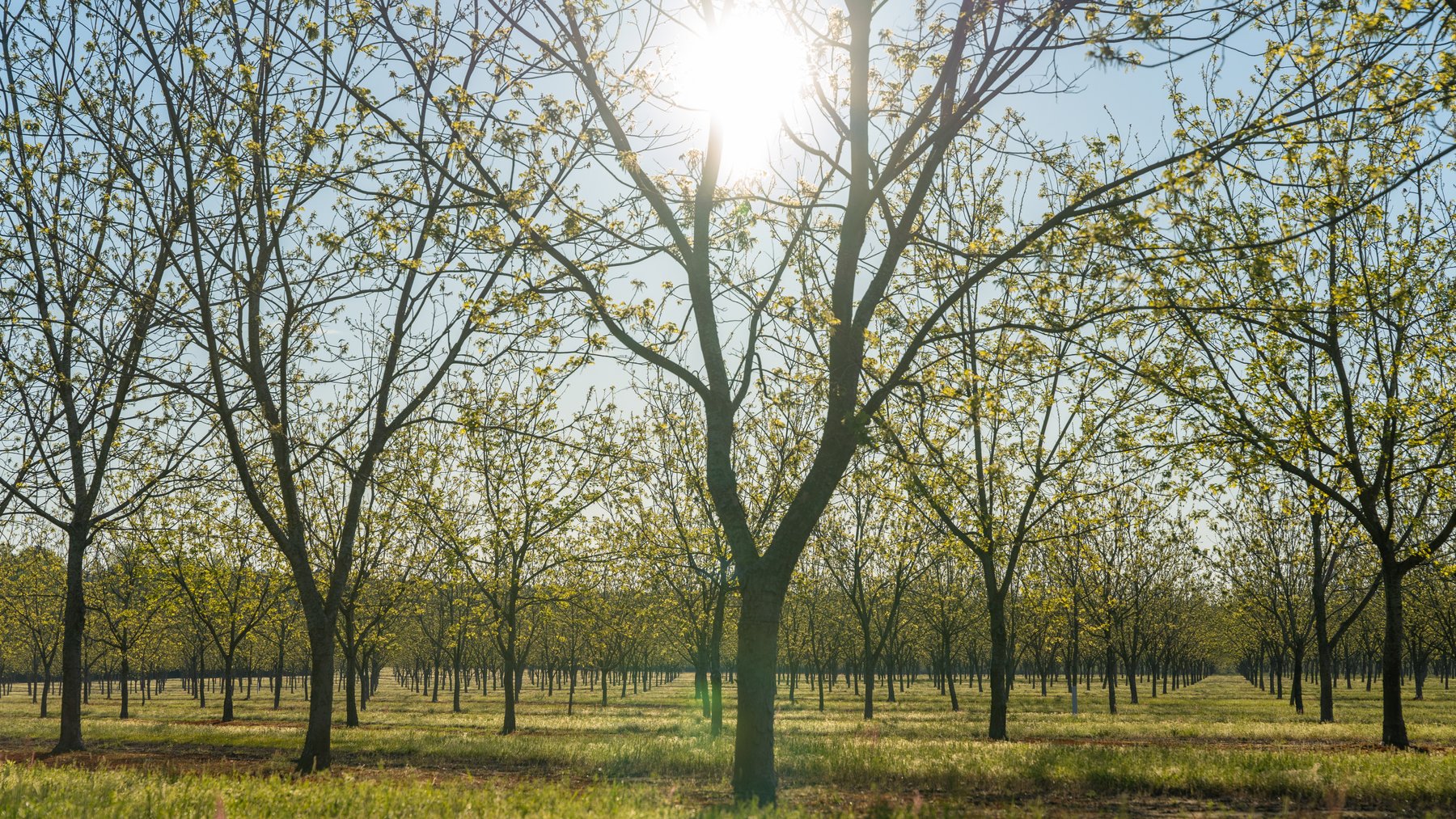 Image for 715+/- Acres - The Home Tract - Weybrenee Farms