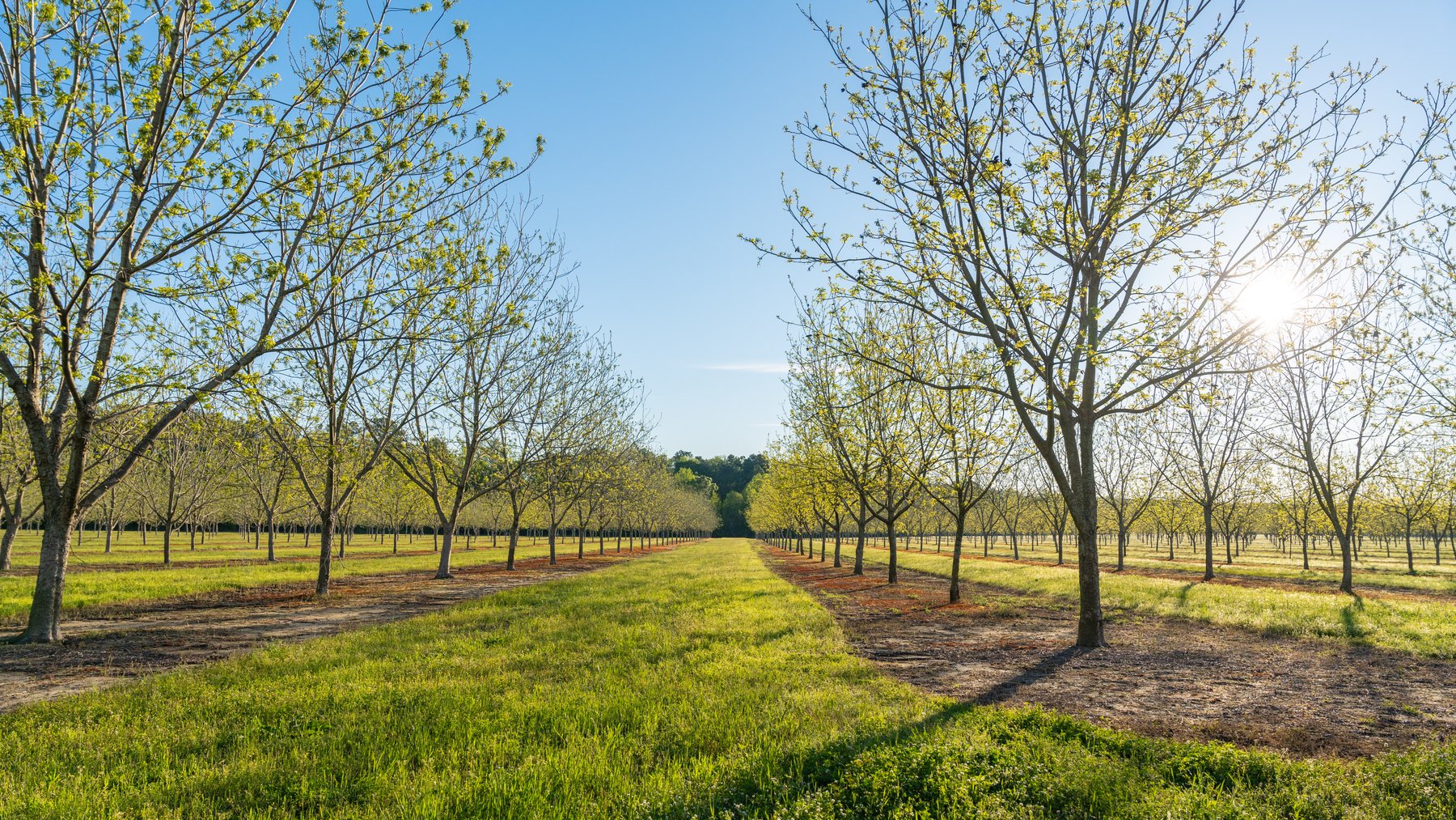Image for 715+/- Acres - The Home Tract - Weybrenee Farms