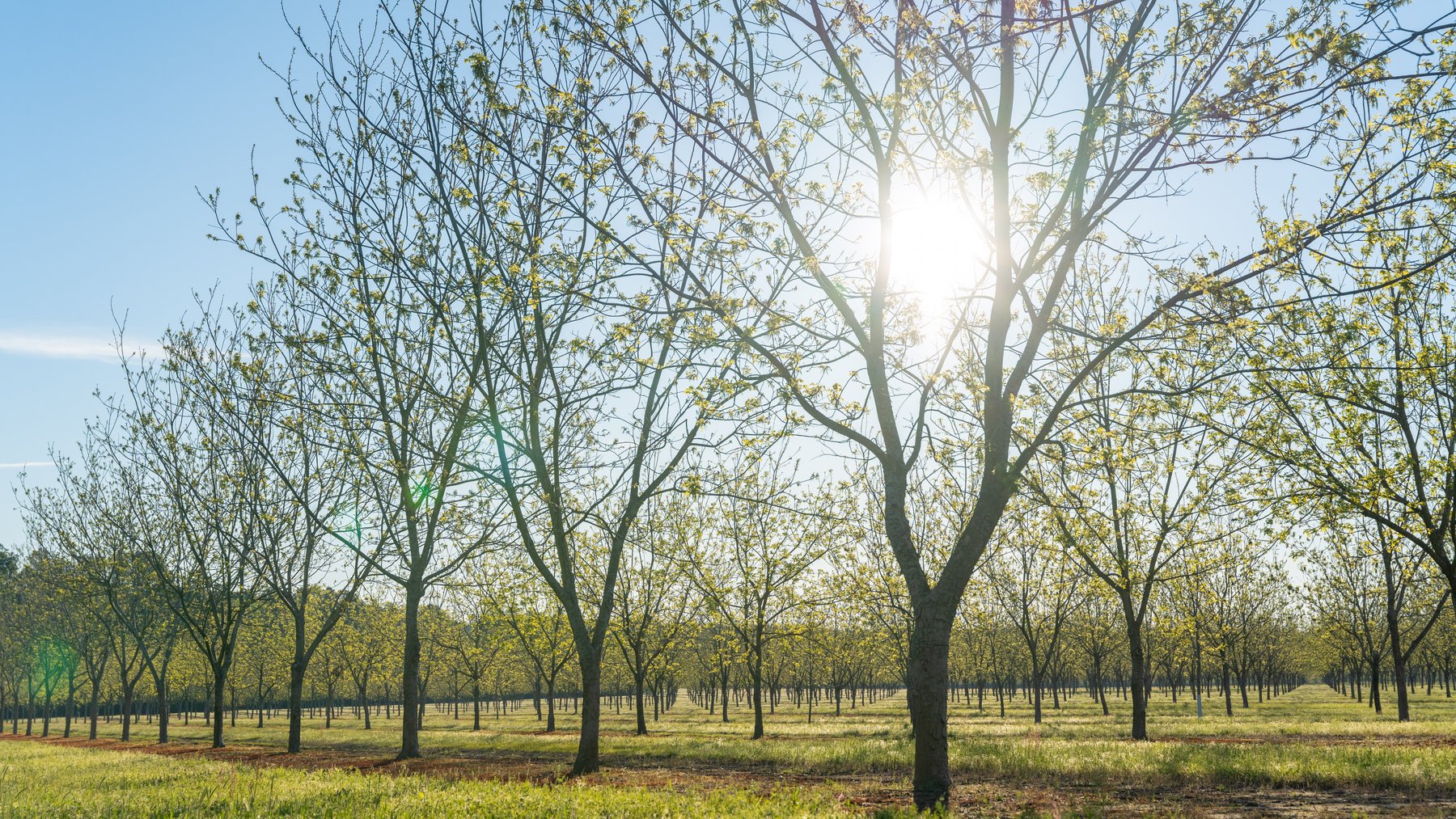 Image for 715+/- Acres - The Home Tract - Weybrenee Farms